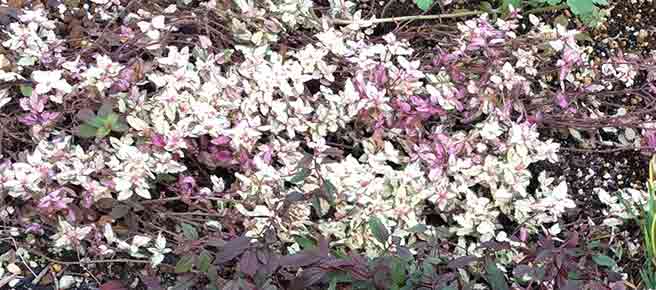ベロニカ・ミッフィーブルートの紅葉した葉の写真