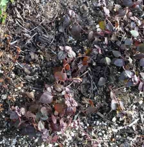 ベロニカ・ウォーターペリーブルーの冬の葉の写真
