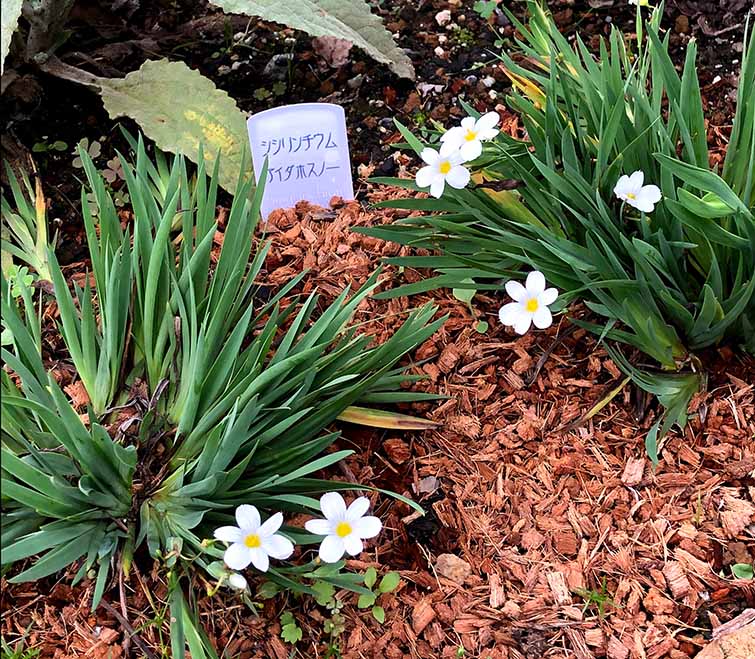 シシリンリウム・アイダホスノーの1年目の花の様子