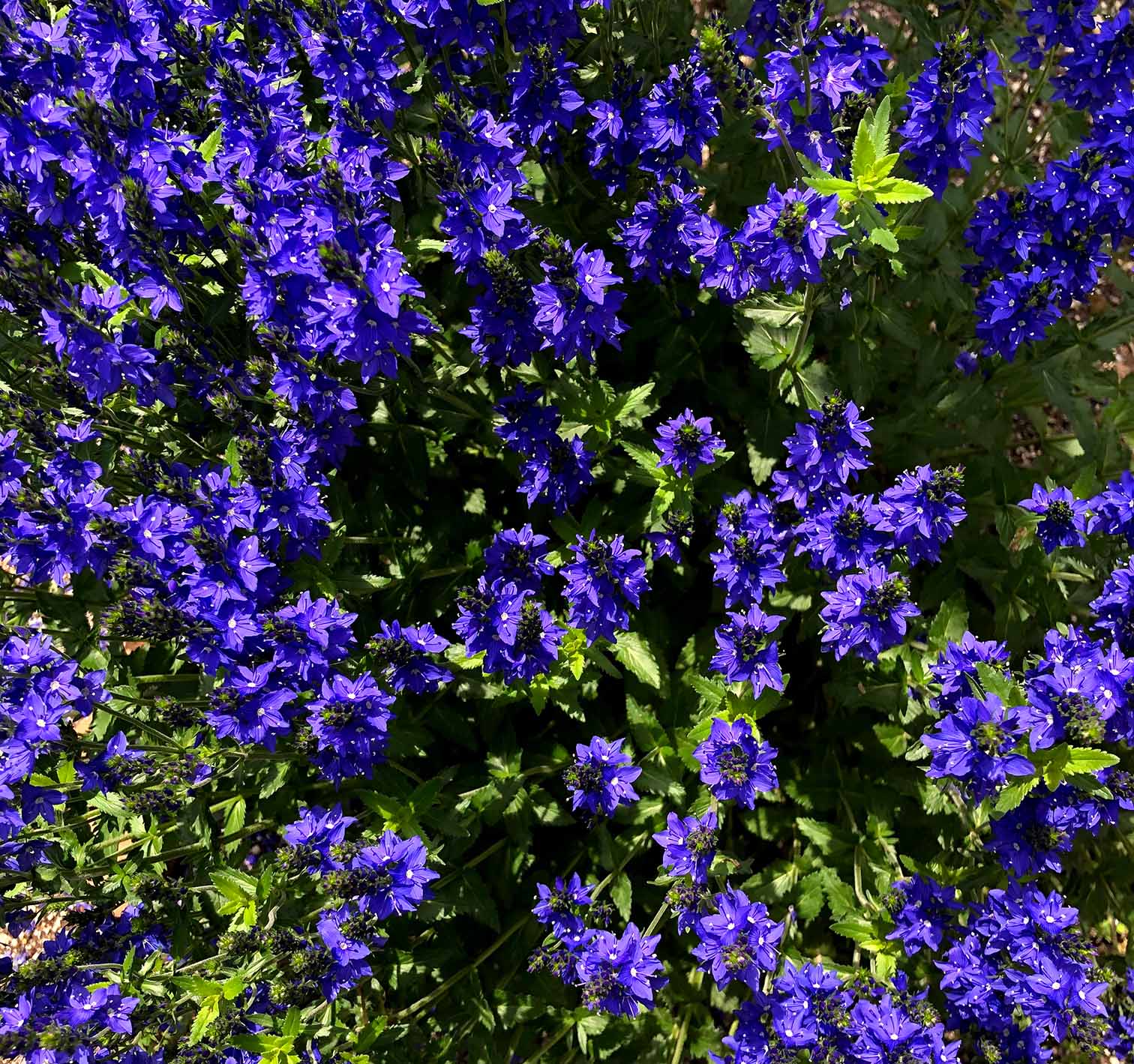 ベロニカ・クレーターレイクブルーの花の写真