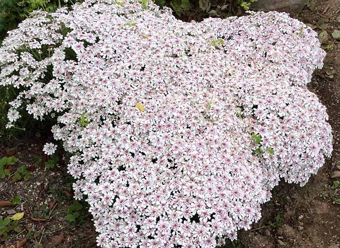 イベリス・ピンクアイス2年目の花の満開の様子