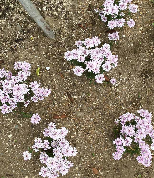 イベリス・ピンクアイスの1年目の花の様子